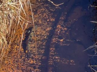 大イワナ。
秋の尾瀬では産卵期に入って遡上してくる大イワナを観察する事ができます。
こちらは尾瀬沼から大江川を遡上してきた個体です。
※御池〜沼山峠までのシャトルバスは10/26(日)の運行を最後に今シーズンの営業は終了しています。
