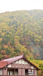 久しぶりに檜枝岐村に帰ると紅葉がずいぶん進んでいました。
道の駅付近は赤や黄色が散りばめられた綺麗な山の斜面を見上げる事ができます。
また、お隣りの南会津町も綺麗です。
特に屏風岩は一見の価値あり。
今日の尾瀬は雪で白くなったようですが、明日、明後日は晴れ予報ですので、紅葉を見に是非檜枝岐村にいらして下さいね。