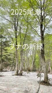 2025年シーズン尾瀬まとめ。
ミズバショウに始まり忙しなく過ぎていった尾瀬の季節、いよいよ明日の10/4 9:00〜七入より先は通行止めとなり冬に向けてシーズンオフとなります。
写真で振り返りながら、改めてガイドツアーに参加していただいた皆様、ありがとうございました。
また、尾瀬や檜枝岐の関係者のご協力により、独立1年目をなんとか過ごす事ができました。
来年は更に面白いツアーが催行できるように、オフシーズンもイメージを膨らませながら過ごせればなと思います。
冬の間もスノーシューや歩くスキーツアーを企画予定ですので、引き続き宜しくお願いいたします。